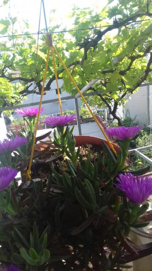 Apartment Sandra بودفا المظهر الخارجي الصورة
